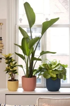 Elho Vibes Fold Rond 25 - Bloempot Voor Binnen - Ø 25.0 X H 23.0 Cm - Delicaat Roze -Buitentuinwinkel 800x1200 103