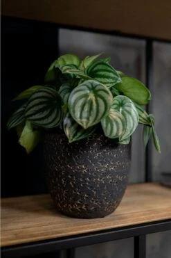 Plantenpot/Bloempot In Het Lava-look Zwart Dia 15 Cm En Hoogte 13 Cm - Voor Binnen -Buitentuinwinkel 800x1200 132