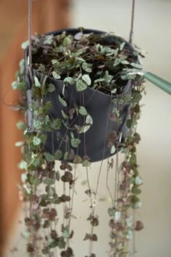 Elho B.for Swing 18 Hangpot - Bloempot Voor Binnen - Ø 18.0 X H 16.5 Cm - Zwart/Antraciet 19 Elho B.for Swing 18 Hangpot - Bloempot Voor Binnen - Ø 18.0 X H 16.5 Cm - Zwart/Antraciet -Buitentuinwinkel 800x1200 136