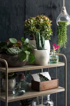 Mica Decorations Lester Bloempot - H18 X Ø20 Cm - Terracotta - Groen -Buitentuinwinkel 800x1200 137