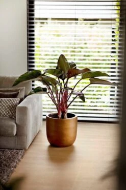 Capi Europe - Bloempot Bol Retro XL - 42x41 - Goud - Bloempot Voor Binnen - Opening ⌀36 - RTG933 -Buitentuinwinkel 800x1200 143