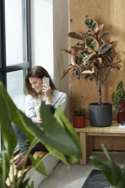 Elho B.for Soft Rond 35 - Bloempot Voor Binnen - Ø 34.5 X H 32.3 Cm - Antraciet -Buitentuinwinkel 800x1200 144