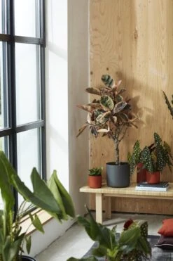 Elho B.for Soft Rond 35 - Bloempot Voor Binnen - Ø 34.5 X H 32.3 Cm - Antraciet -Buitentuinwinkel 800x1200 145