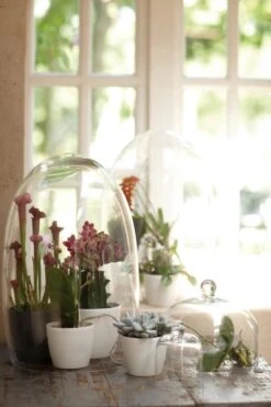 Elho B.for Soft Rond 35 - Bloempot Voor Binnen - Ø 34.5 X H 32.3 Cm - Antraciet -Buitentuinwinkel 800x1200 147