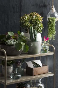 Mica Decorations Lester Bloempot - H31 X Ø33 Cm - Terracotta - Groen 17 Mica Decorations Lester Bloempot - H31 X Ø33 Cm - Terracotta - Groen -Buitentuinwinkel 800x1200 165