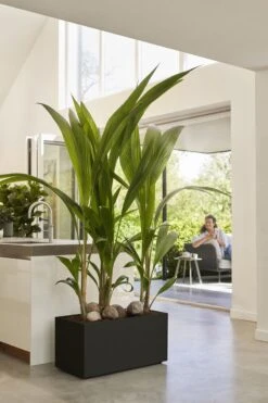 Elho Vivo Next Lang 60 - Bloempot Voor Binnen & Buiten - Ø 59.0 X H 29.2 Cm - Zwart/Living Black 25 Elho Vivo Next Lang 60 - Bloempot Voor Binnen & Buiten - Ø 59.0 X H 29.2 Cm - Zwart/Living Black -Buitentuinwinkel 800x1200 82