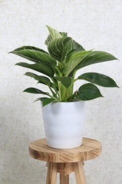 WL Plants - Bloempot Binnen - Set Van 4 - Dawn Ø12 Wit - Luxe Bloempotten Voor Binnen - Bloempotten Voor Buiten - Bloembak & Plantenpot - Hoogte 12,5 Cm - Keramisch Met Hoogwaardige Afwerking -Buitentuinwinkel 800x1200 86