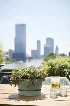 Elho Greenville Schaal 33 - Bloempot Voor Buiten - Ø 32.5 X H 19.4 Cm - Groen/Blad Groen -Buitentuinwinkel 800x1200 98