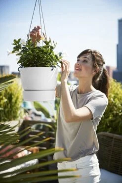 Elho Greenville Hangschaal 24 - Bloempot Voor Balkonbuiten - Ø 23.5 X H 20.5 Cm - Zwart/Living Black 12 Elho Greenville Hangschaal 24 - Bloempot Voor Balkonbuiten - Ø 23.5 X H 20.5 Cm - Zwart/Living Black -Buitentuinwinkel 801x1200 13