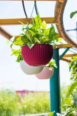 Hangpot Kunststof – Bloempot Hangend – Binnen & Buiten- Plantenhanger –Incl. Afvoerstop – 26 Cm - Zwart 9 Hangpot Kunststof – Bloempot Hangend – Binnen & Buiten- Plantenhanger –Incl. Afvoerstop – 26 Cm - Zwart -Buitentuinwinkel 801x1200 15