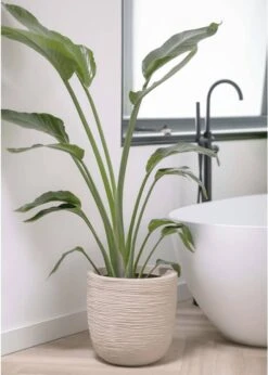 Capi Europe - Bloempot Bol Waste Rib NL - 43x41 - Terrazzo Beige - Voor Binnen En Buiten - KTBR933 -Buitentuinwinkel 856x1200 2