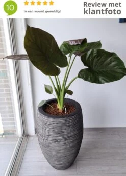 Capi Europe - Vaas Elegant Deluxe Rib NL - 40x60 - Antraciet - Voor Binnen En Buiten - KOFZ1131 -Buitentuinwinkel 858x1200 2