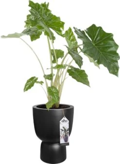 Elho Pure Coupe 41 - Bloempot Voor Binnen & Buiten - Ø 41.3 X H 57.9 Cm - Zwart/Zwart -Buitentuinwinkel 877x1200 2