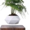 Floatey Design Plant | Zwevende Plant - Bloempot (levitation) -Buitentuinwinkel 880x1200 5