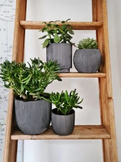 Capi Europe - Set Van 4 - Bloempot Binnen - Groove - Antraciet 10 Capi Europe - Set Van 4 - Bloempot Binnen - Groove - Antraciet -Buitentuinwinkel 899x1200 6