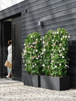 Elho Vivo Next Lang 60 - Bloempot Voor Binnen & Buiten - Ø 59.0 X H 29.2 Cm - Zwart/Living Black 28 Elho Vivo Next Lang 60 - Bloempot Voor Binnen & Buiten - Ø 59.0 X H 29.2 Cm - Zwart/Living Black -Buitentuinwinkel 900x1200 23