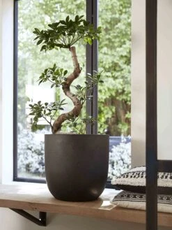 Capi Europe - Bloempot Bol Smooth NL - 54x52 - Zwart - Voor Binnen En Buiten - KBL935 24 Capi Europe - Bloempot Bol Smooth NL - 54x52 - Zwart - Voor Binnen En Buiten - KBL935 -Buitentuinwinkel 900x1200 44