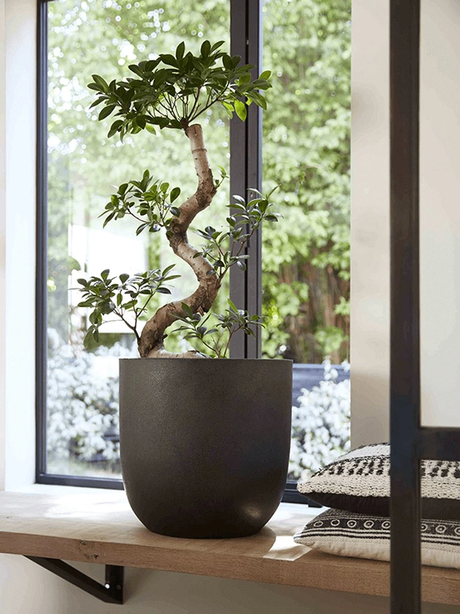 Capi Europe - Bloempot Bol Smooth NL - 54x52 - Zwart - Voor Binnen En Buiten - KBL935 13 Capi Europe - Bloempot Bol Smooth NL - 54x52 - Zwart - Voor Binnen En Buiten - KBL935 - Afbeelding 11