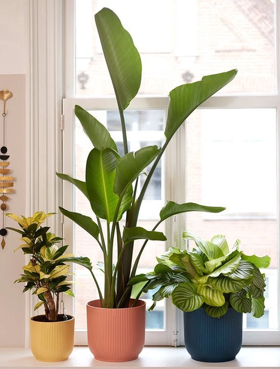 Elho Vibes Fold Rond Wielen 35 - Bloempot Voor Binnen - Ø 34.9 X H 32.4 Cm - Delicaat Roze 13 Elho Vibes Fold Rond Wielen 35 - Bloempot Voor Binnen - Ø 34.9 X H 32.4 Cm - Delicaat Roze - Afbeelding 11