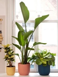 Elho Vibes Fold Rond 25 - Bloempot Voor Binnen - Ø 25.0 X H 23.0 Cm - Delicaat Roze -Buitentuinwinkel 911x1200 2