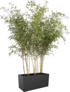 Elho Vivo Matt Finish Lang Wielen 90 - Grote Staande Plantenbak Voor Binnen & Buiten - Gemaakt Van Gereycled Plastic - L 39 X W 88 X H 41 Cm - Zwart 17 Elho Vivo Matt Finish Lang Wielen 90 - Grote Staande Plantenbak Voor Binnen & Buiten - Gemaakt Van Gereycled Plastic - L 39 X W 88 X H 41 Cm - Zwart -Buitentuinwinkel 911x1200