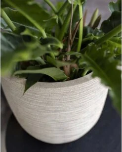 Capi Europe - Bloempot Bol Waste Rib NL - 35x34 - Terrazzo Beige - Voor Binnen En Buiten - KTBR932 19 Capi Europe - Bloempot Bol Waste Rib NL - 35x34 - Terrazzo Beige - Voor Binnen En Buiten - KTBR932 -Buitentuinwinkel 967x1200 1