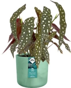 Elho The Ocean Collection Round 22cm - Bloempot Voor Binnen - 100% Gerecycled Materiaal - Gemaakt Met Zeeafval - Ø 22.3 X H 20.4 Cm - Pacifisch Groen 23 Elho The Ocean Collection Round 22cm - Bloempot Voor Binnen - 100% Gerecycled Materiaal - Gemaakt Met Zeeafval - Ø 22.3 X H 20.4 Cm - Pacifisch Groen -Buitentuinwinkel 969x1200 7